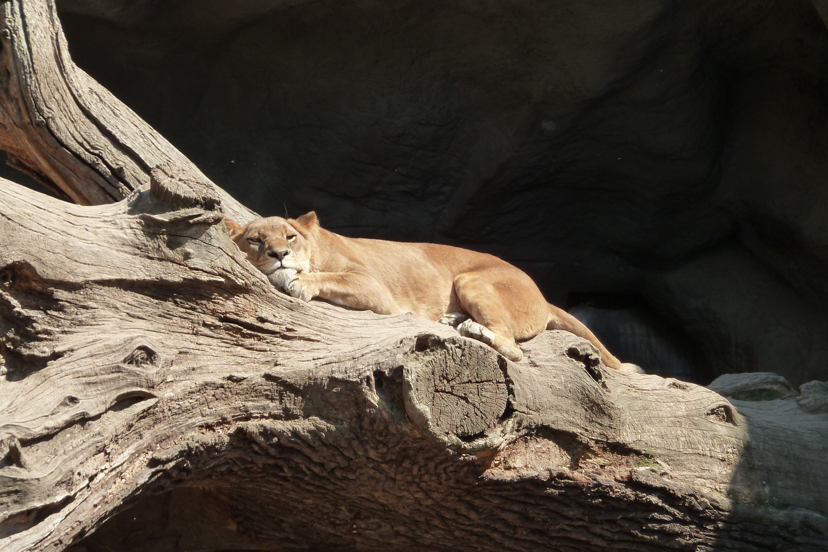 Katzen Siesta