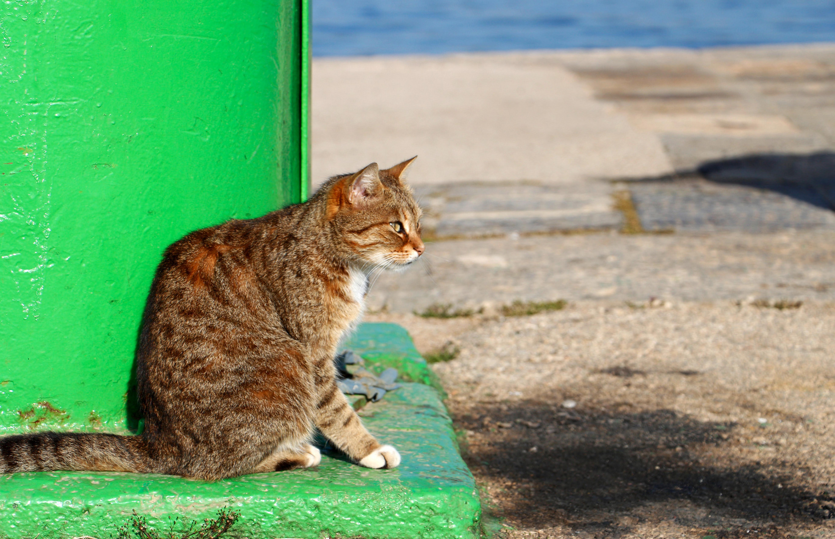 Katzen Siesta