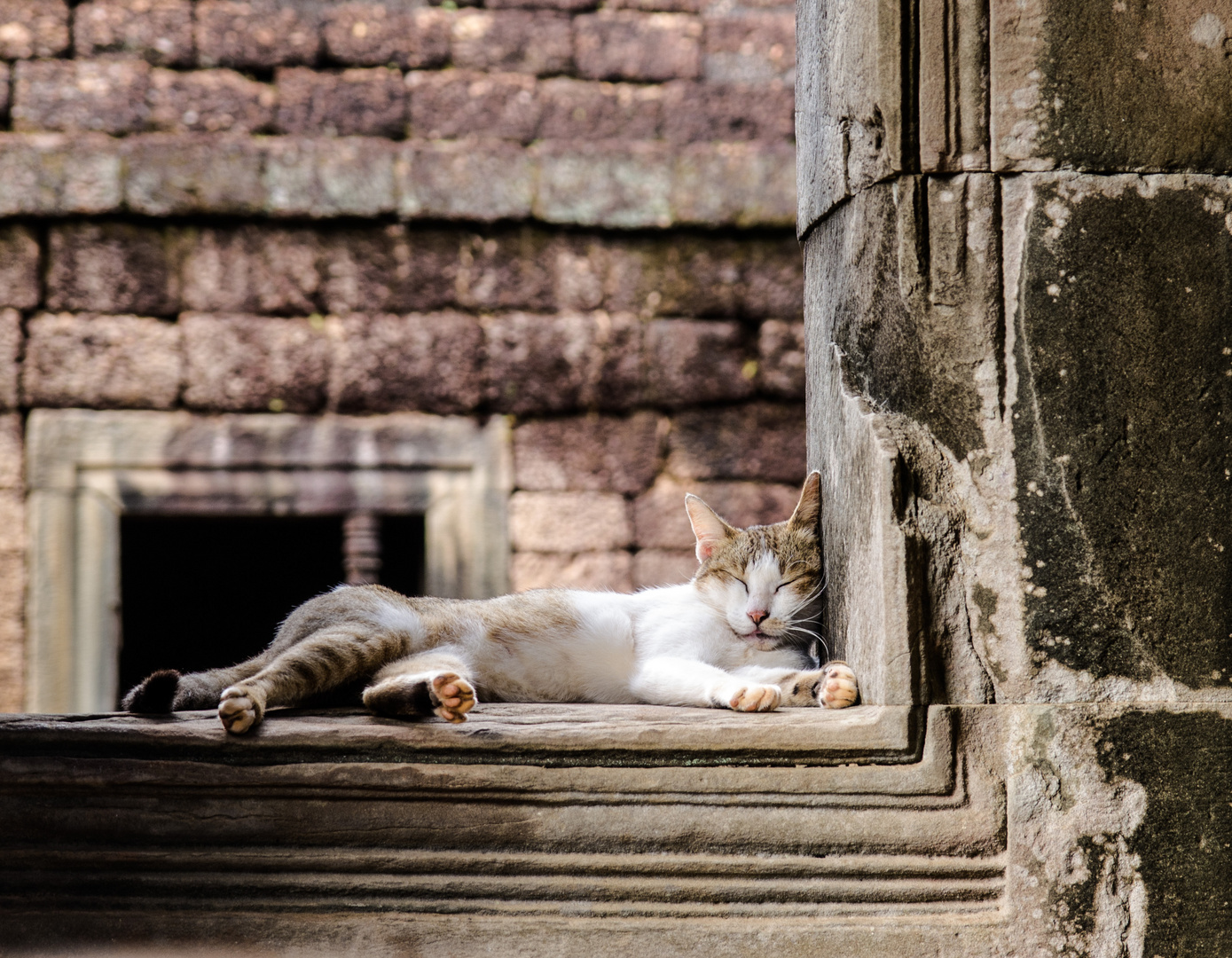 Katzen-Siesta in Angkor Wat