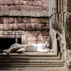 Katzen-Siesta in Angkor Wat