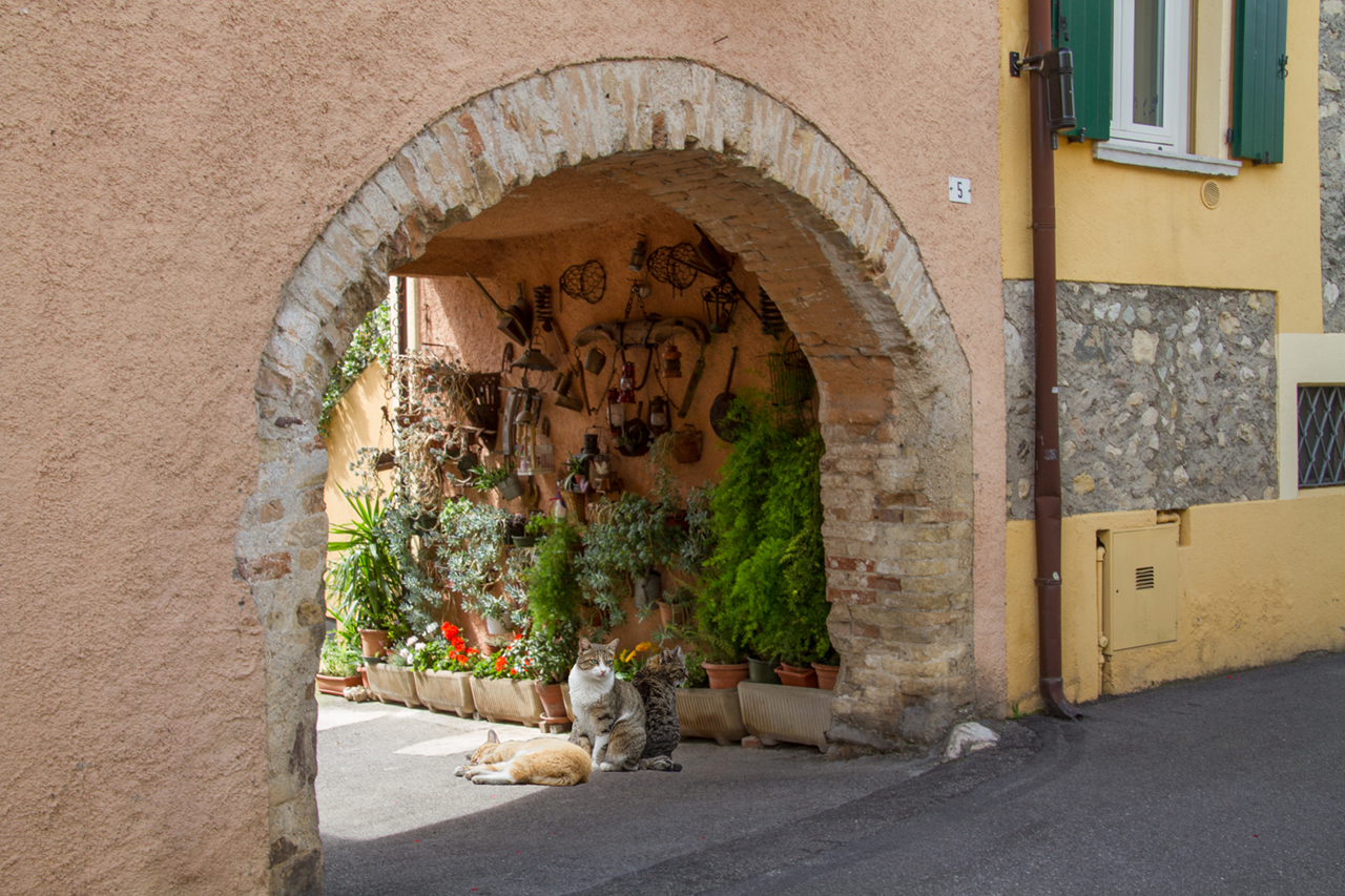 Katzen Siesta in San Felice del Benaco