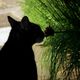 Katzen Silouette