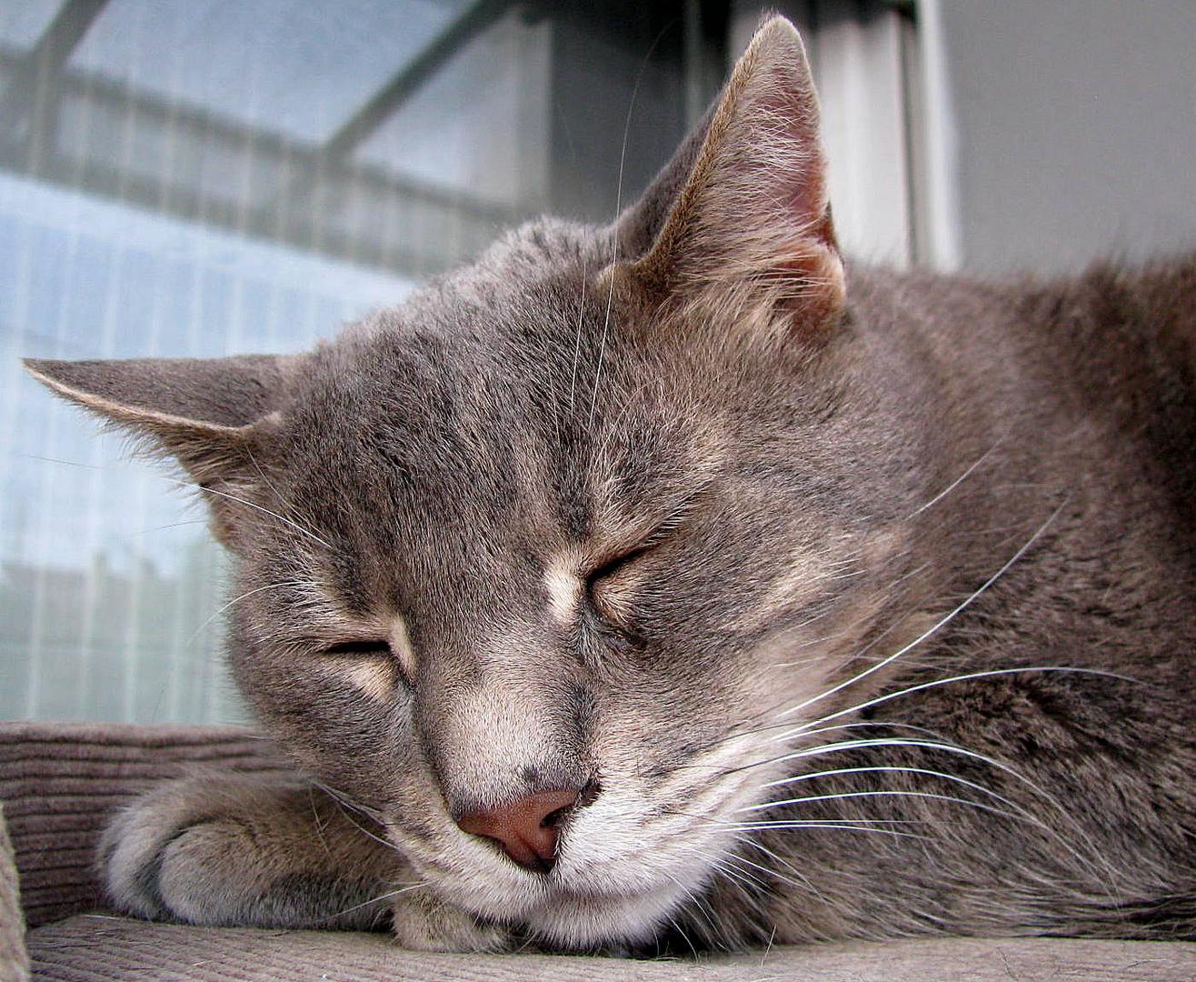 Katzen sind die Meister der Gelassenheit