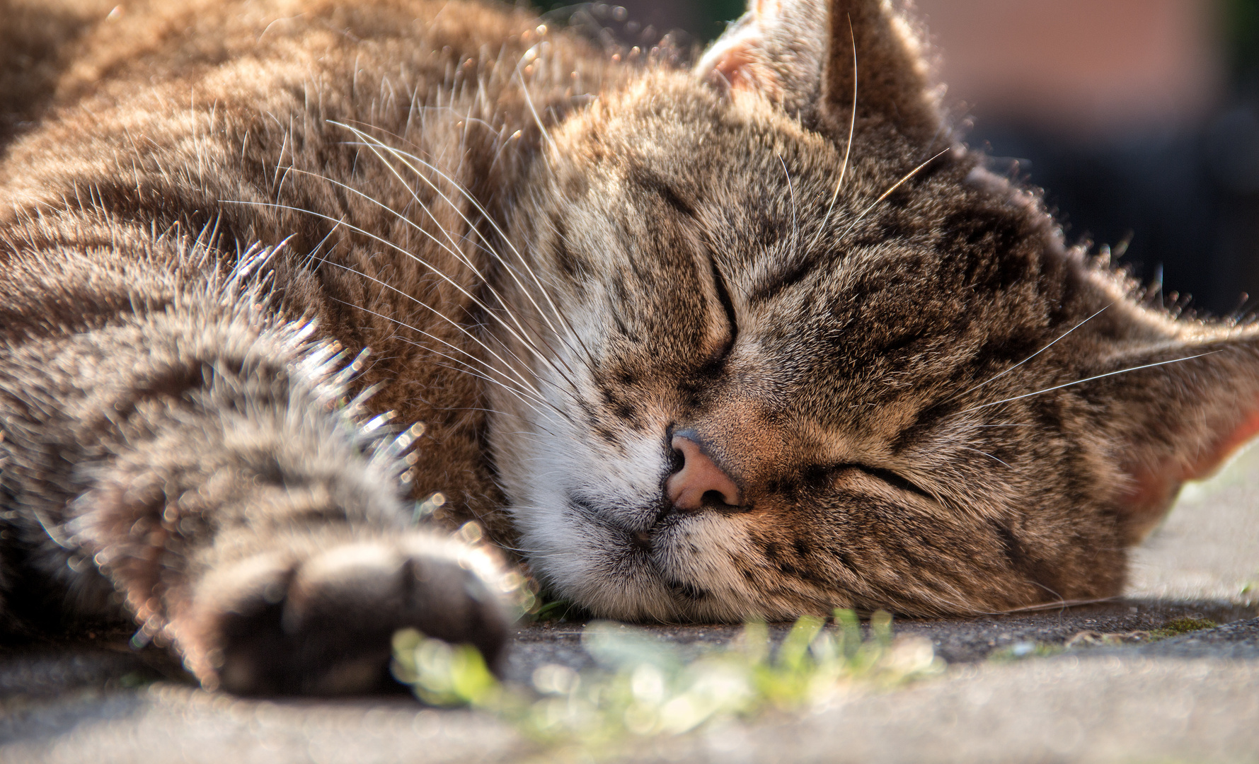 Katzen sind immer am dösen