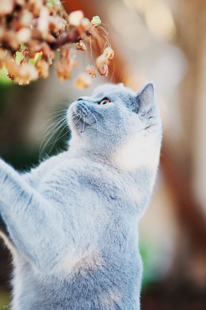 Katzen sind nicht neugierig ;-)