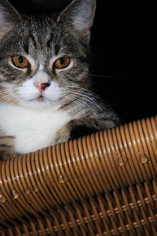 Katzen sind nicht wasserscheu...