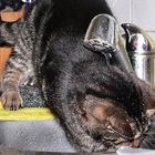 Katzen sind wasserscheu?