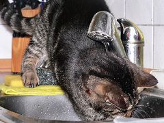 Katzen sind wasserscheu?