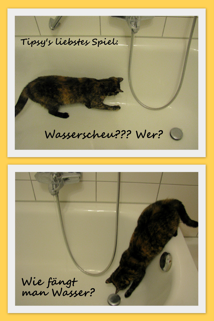 Katzen sind Wasserscheu?