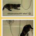 Katzen sind Wasserscheu?