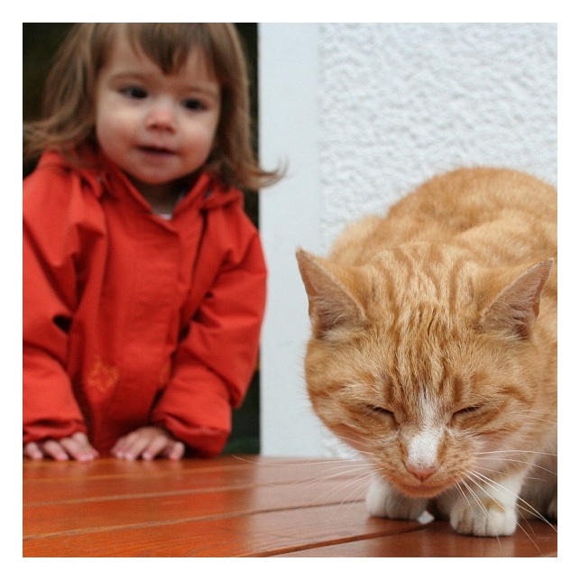 Katzen sollten nicht auf Tischen sitzen.