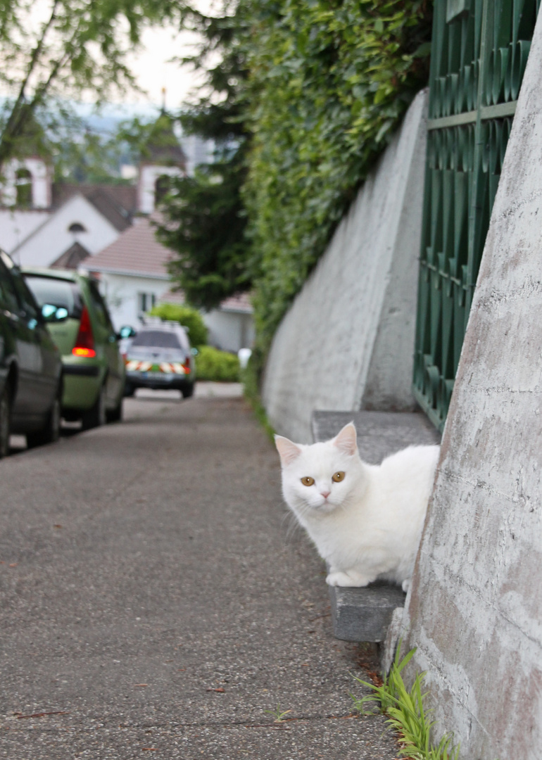 Katzen Spionage