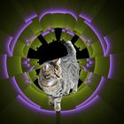 Katzen Stargate (Gretchen)