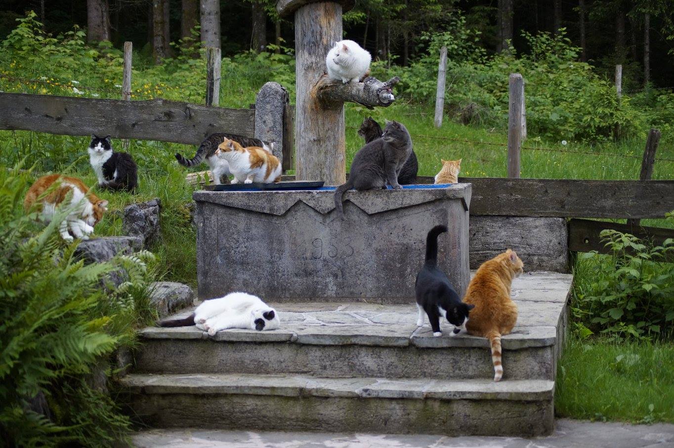 Katzen-Treffpunkt am Hausbrunnen 