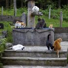 Katzen-Treffpunkt am Hausbrunnen 