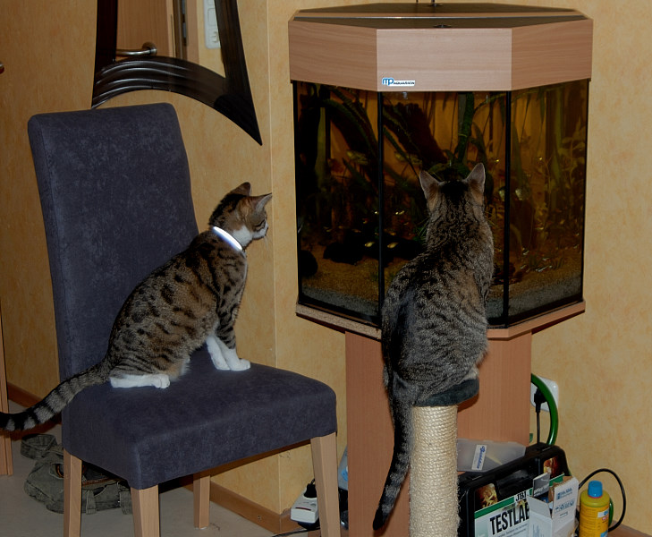 Katzen - TV