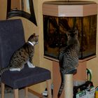 Katzen - TV