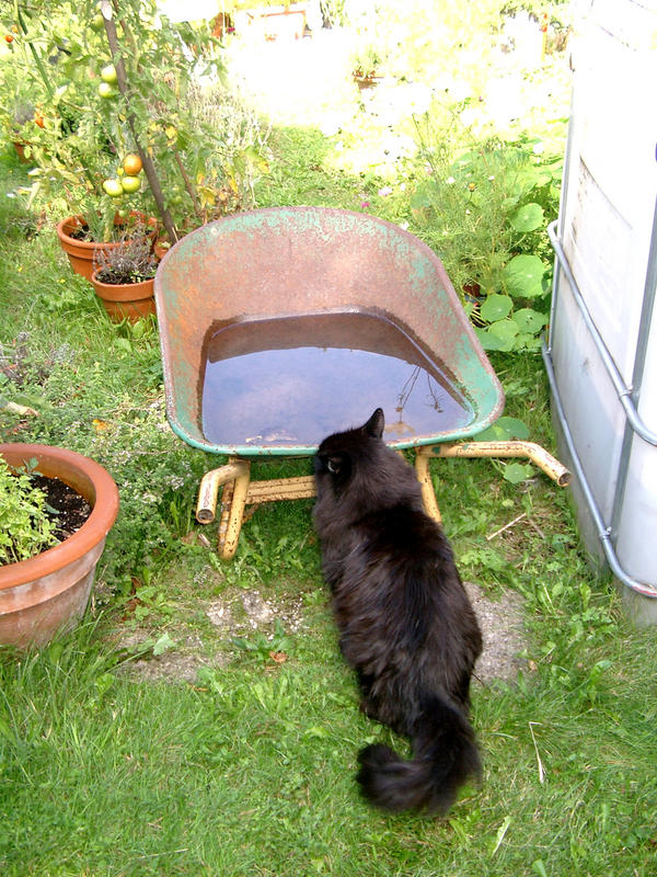 Katzen TV ..."Die Vogeltränke"