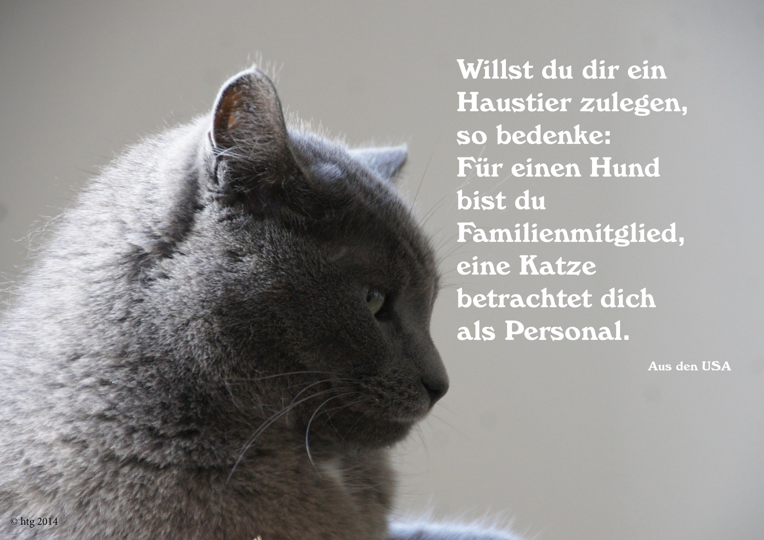 Katzen und ihr Personal