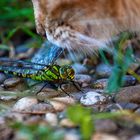 Katzen und Libellen