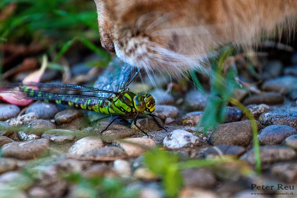 Katzen und Libellen