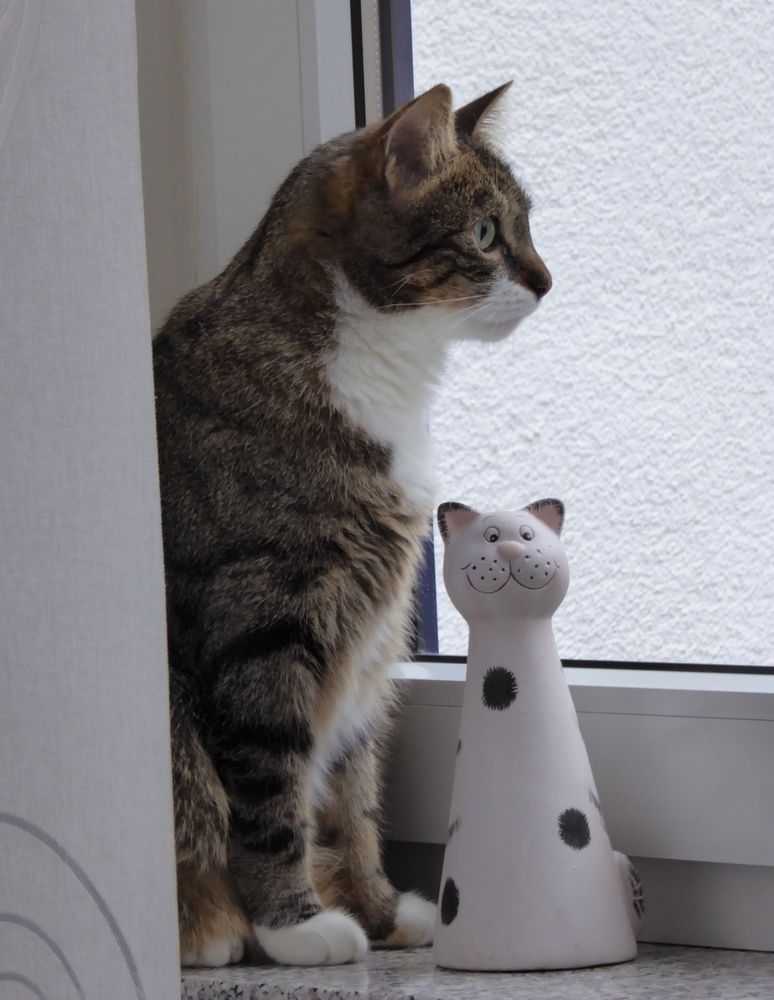 Katzen unter sich Foto & Bild | tiere, haustiere, katzen Bilder auf ...