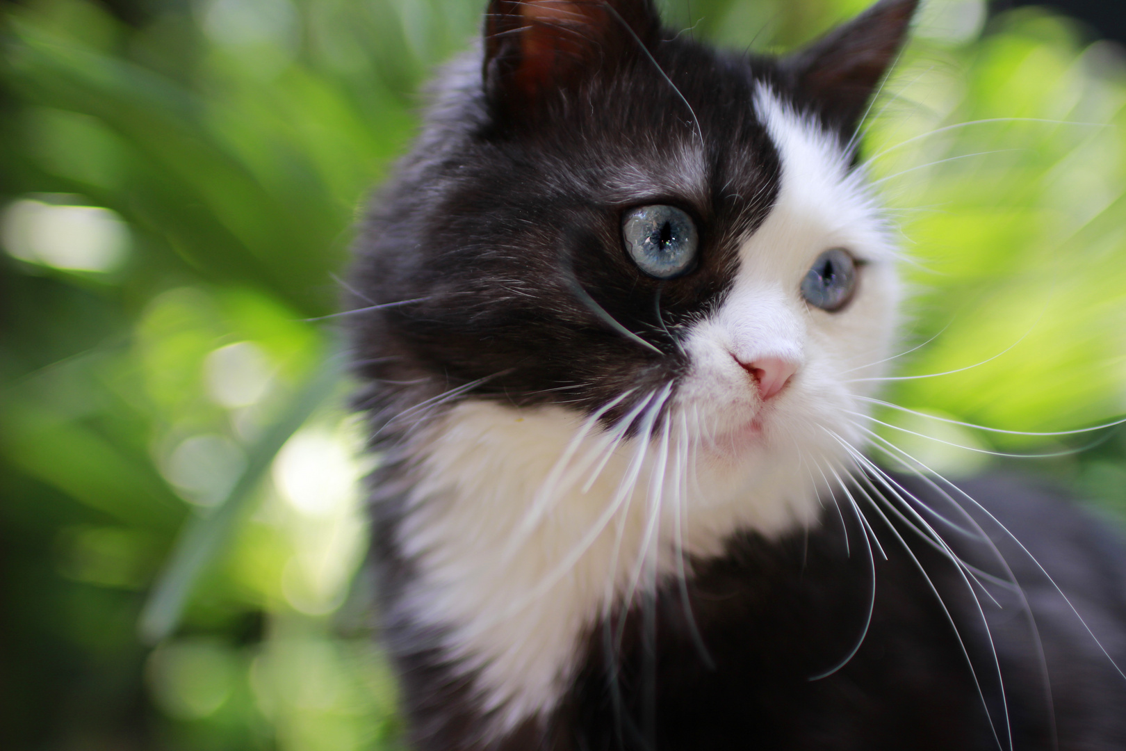 Katzen vom Leineufer 