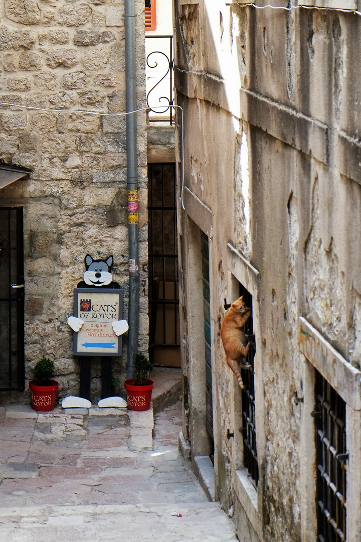 Katzen von Kotor