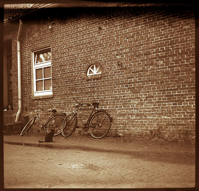 katzen vor haus geparkt