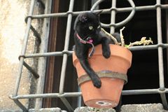 Katzen wachsen also doch in Blumentöpfen