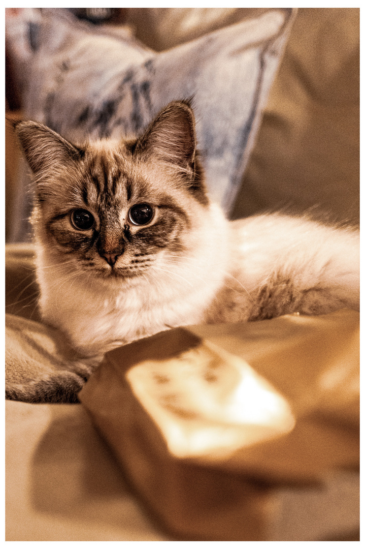 Katzen-Weihnachten 