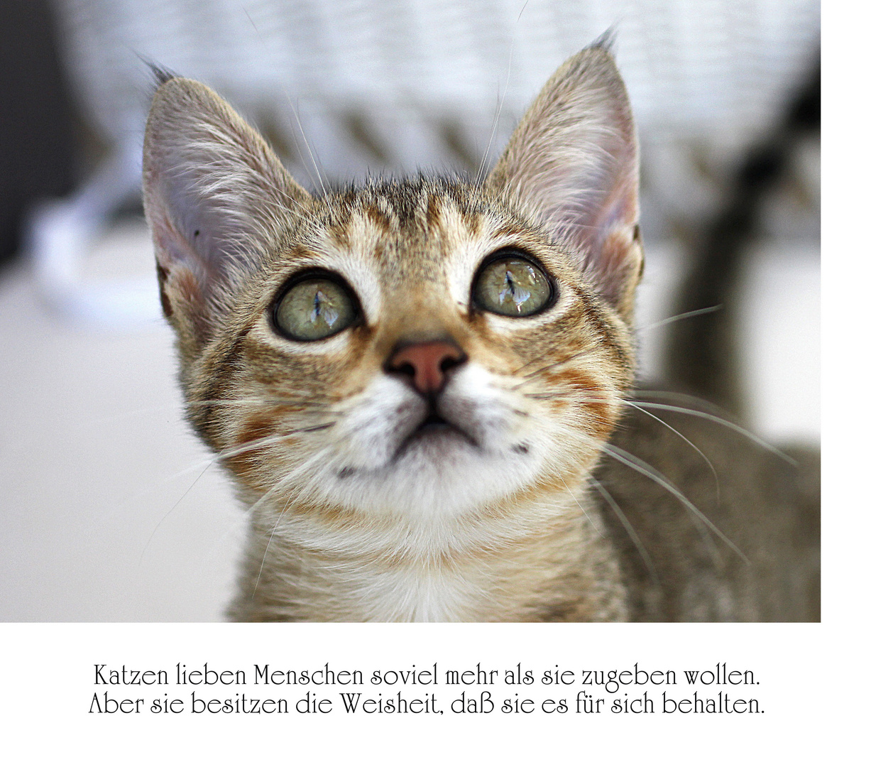 Katzen-Weisheit