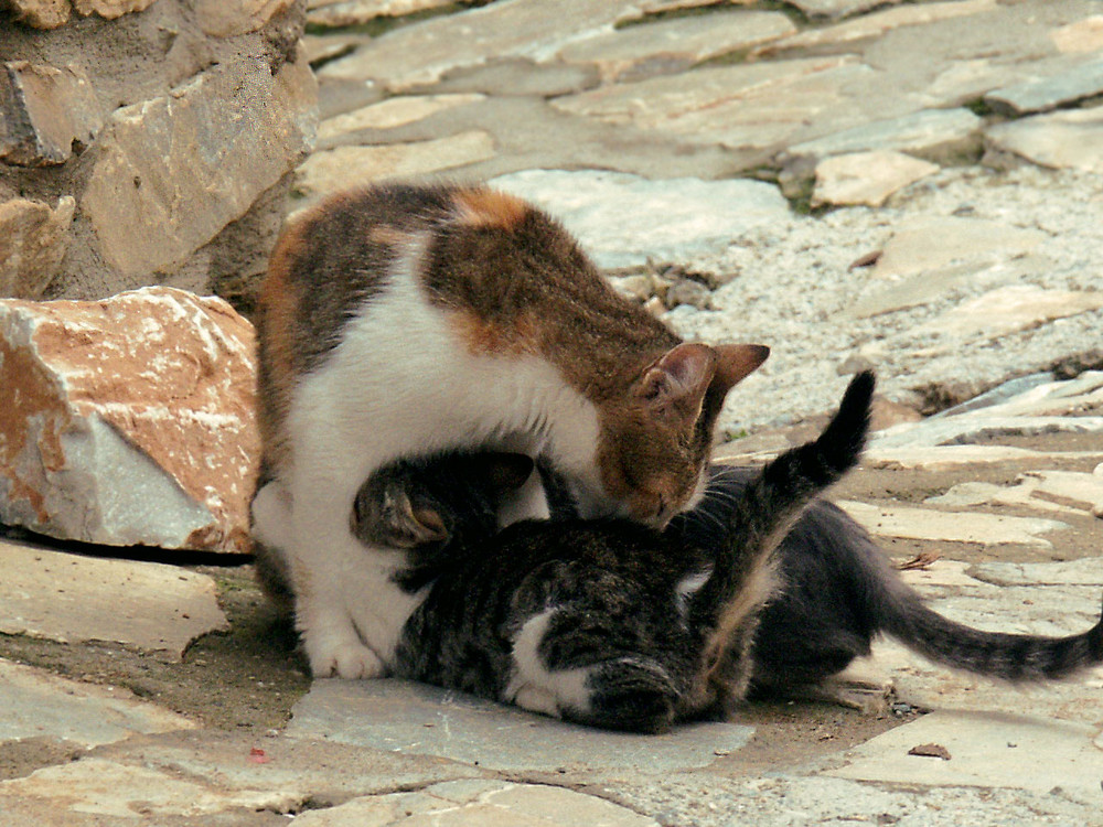 Katzen, wie sie sind