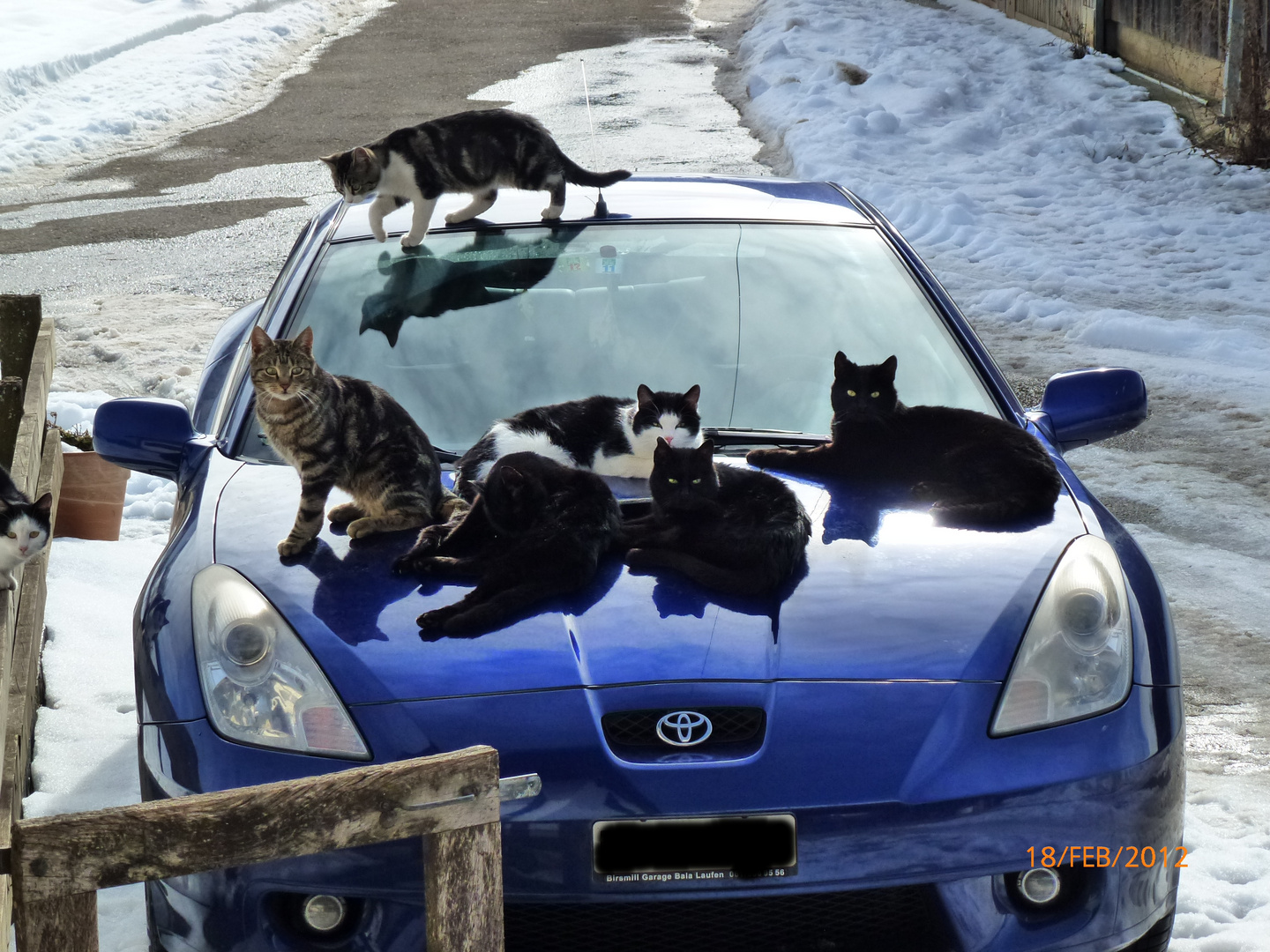 Katzen wollen Toyota fahren