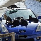 Katzen wollen Toyota fahren