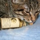 Katzen wollen Whisky saufen