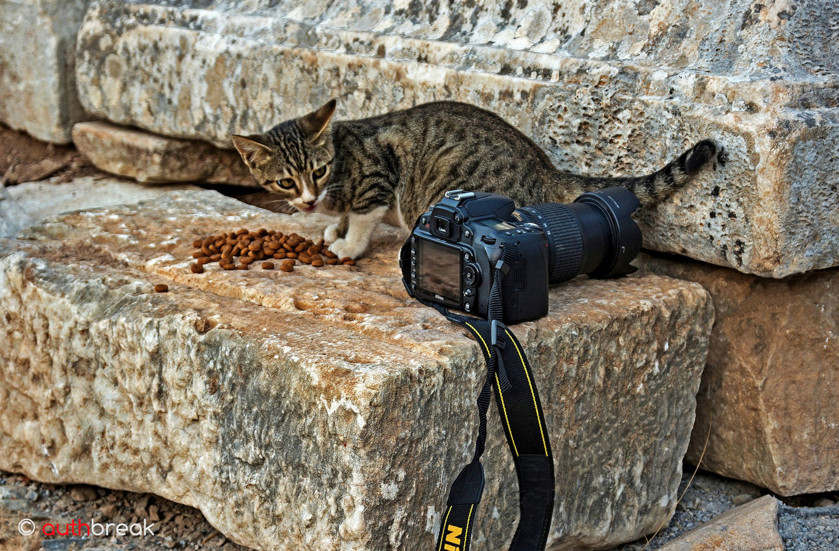 Katzen würden Nikon kau(f)en :-)