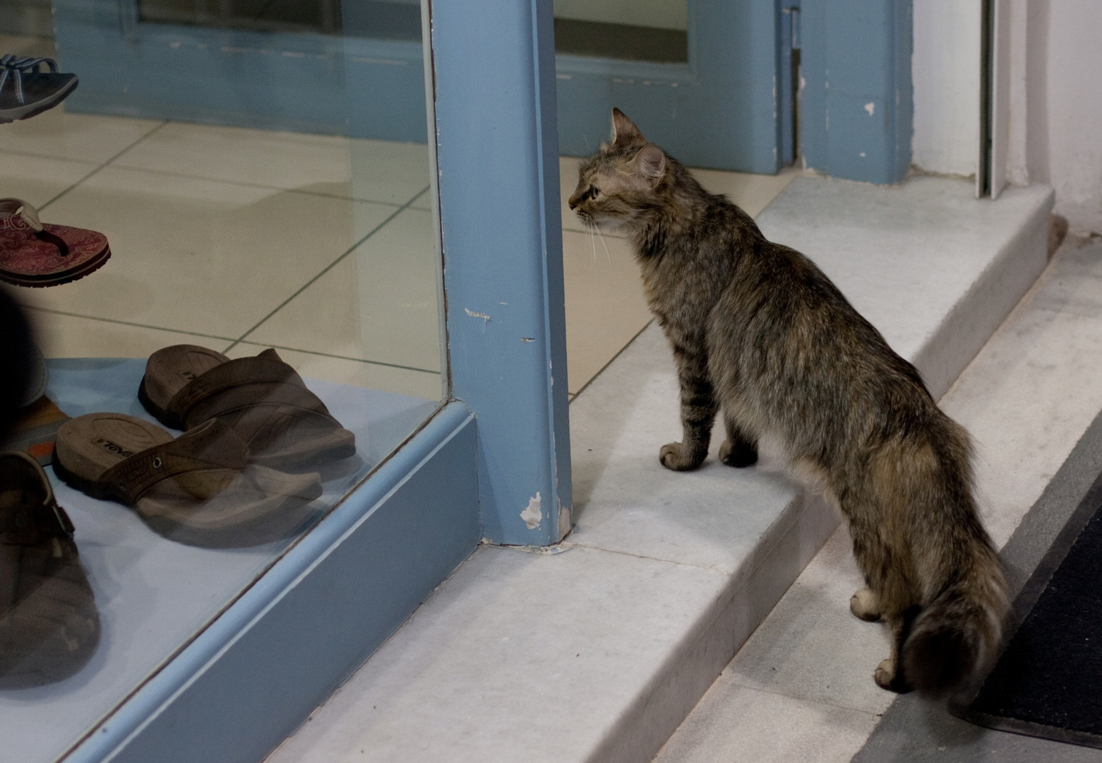 Katzen würden Schuhe kaufen