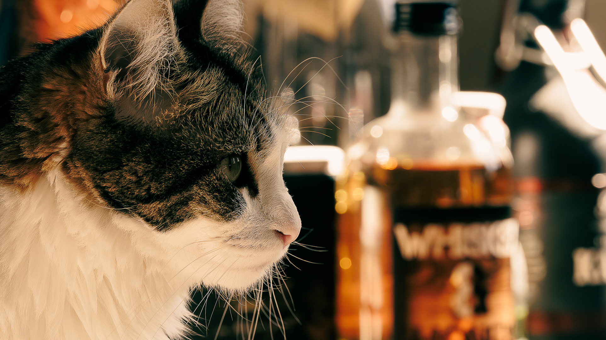 Katzen würden Whiskey saufen :-)