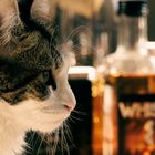 Katzen würden Whiskey saufen :-)