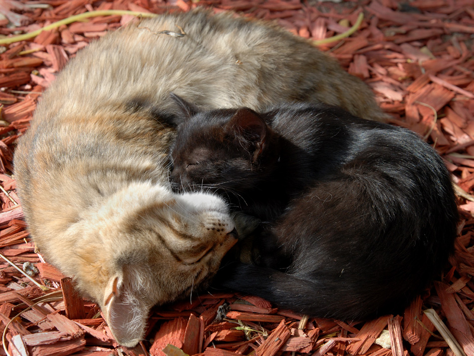 Katzen-Yin-Yang