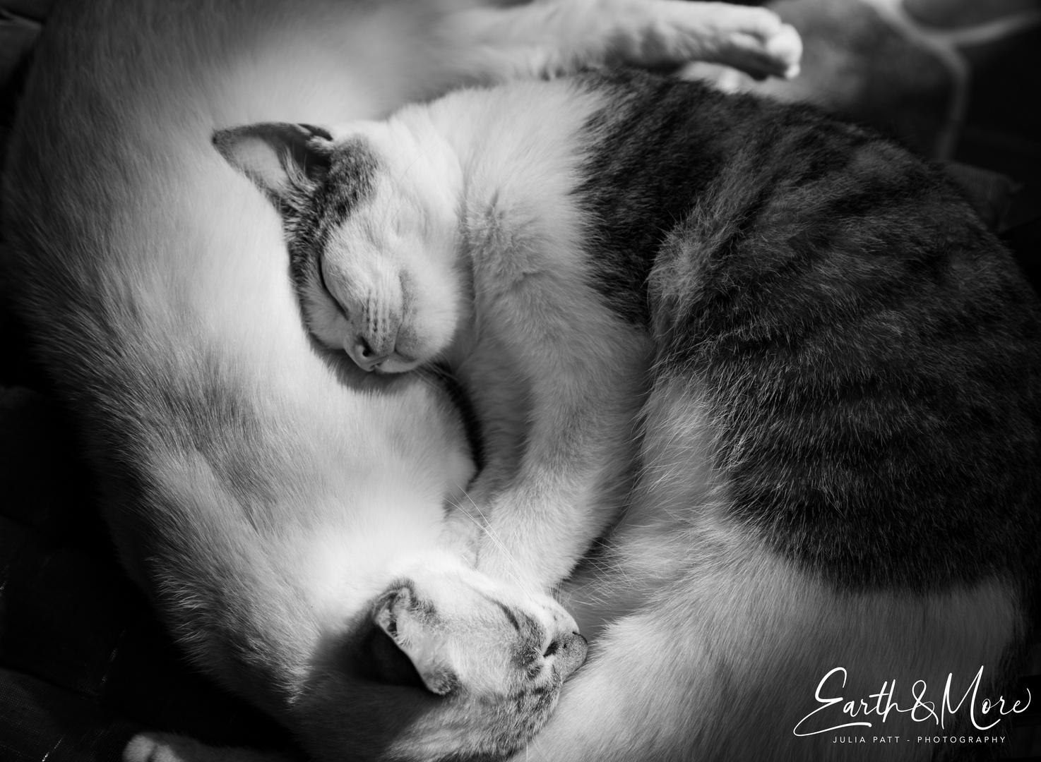 Katzen Ying-Yang