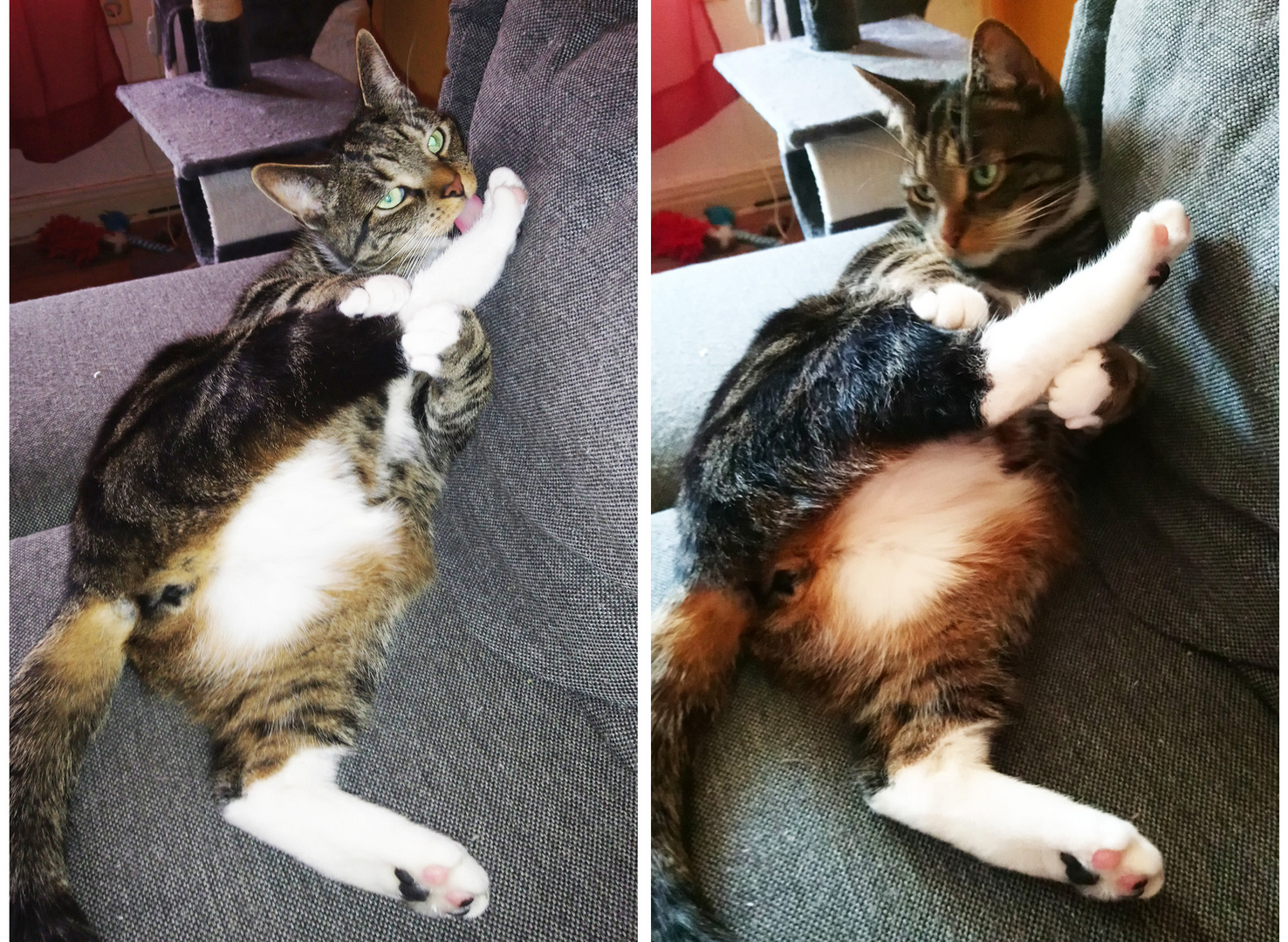 Katzen-Yoga