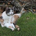 Katzen-Yoga