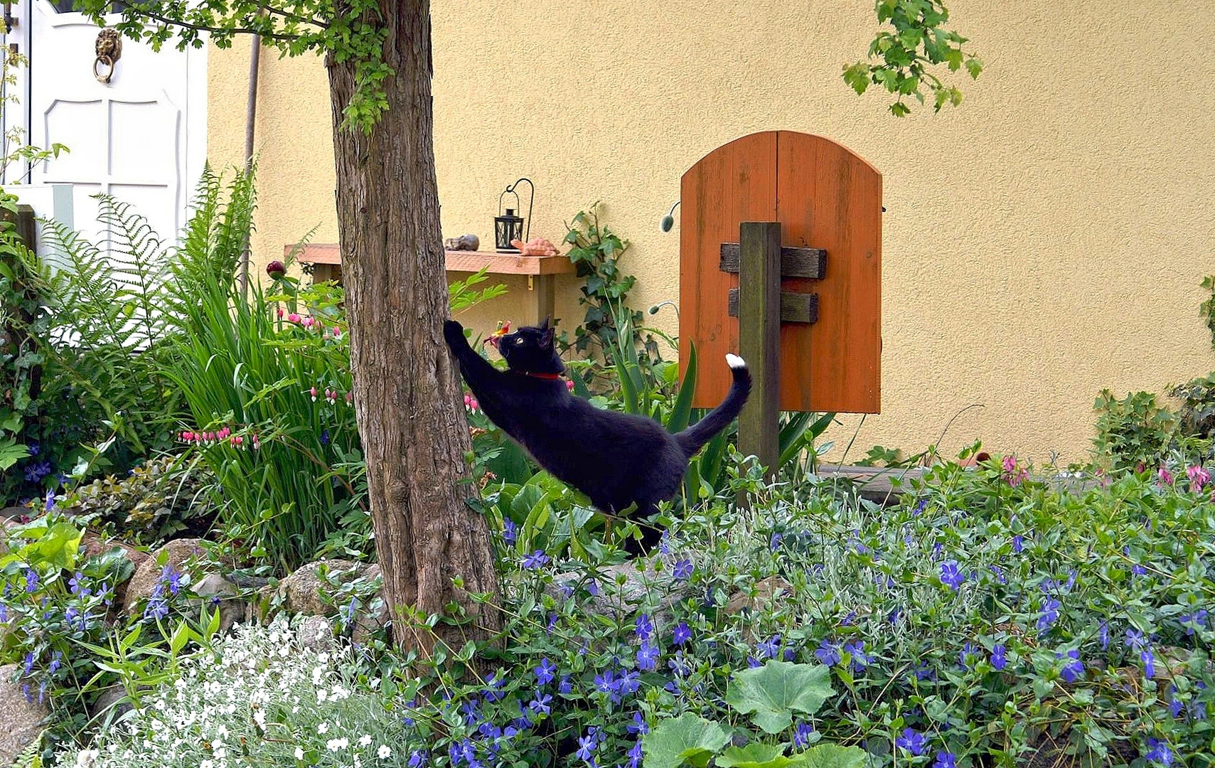 Katzen Yoga am Kratzbaum.