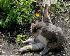 Katzen-Yoga..