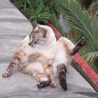 katzen yoga