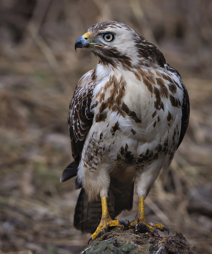 Katzenadler