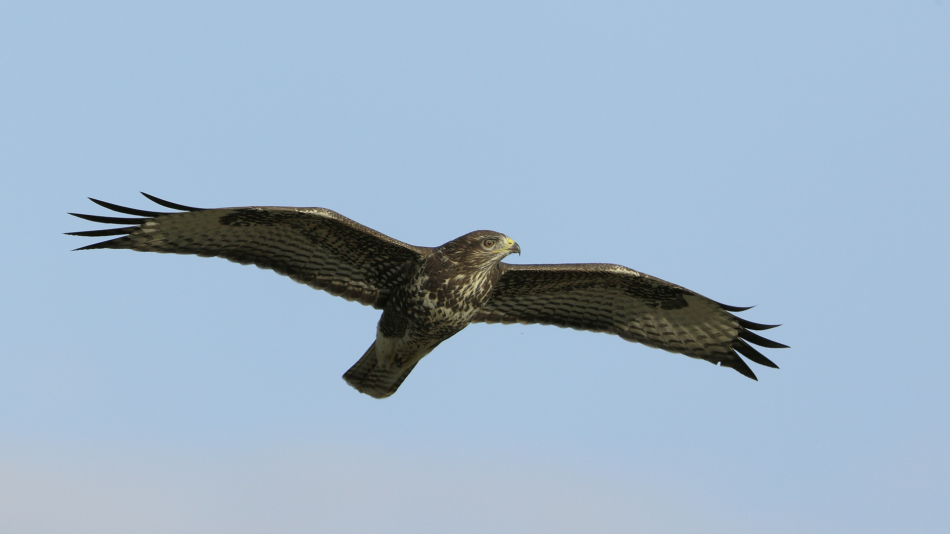 Katzenadler im Anflug