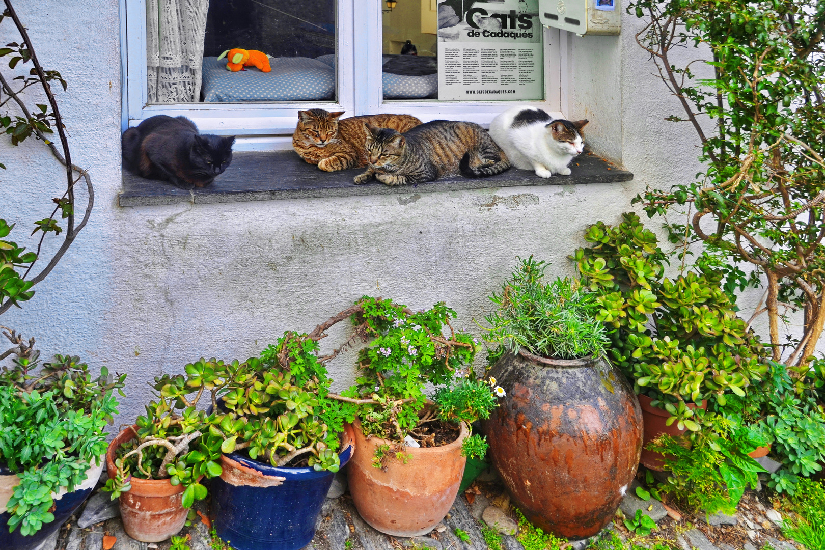 Katzenasyl in Cadaqués